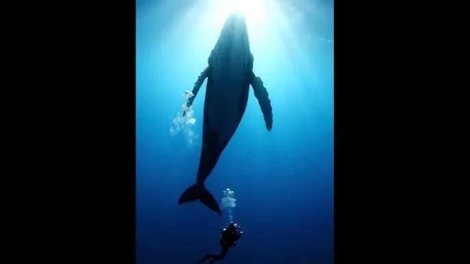 啊轻点啊再深点视频免费 - 深蓝星球：探索海洋深处的未知世界